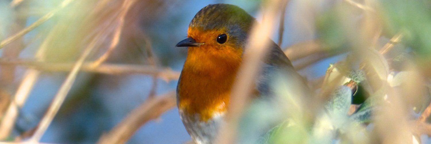 bird_vote's profile banner image