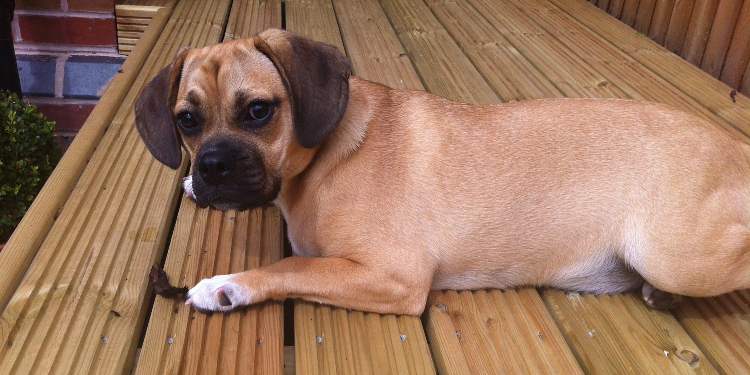 puggleruby's profile banner image