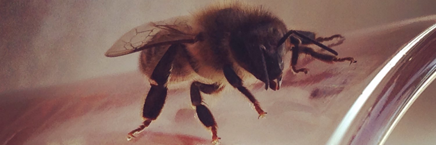 Sonia Zamborsky banner