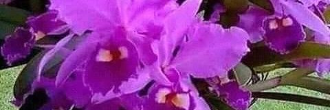 vronikrm's profile banner image