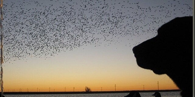 Ala_Waterfowl's profile banner image