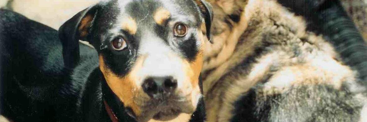flowjoey's profile banner image