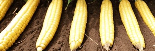 AdloveGlobal Profile Banner