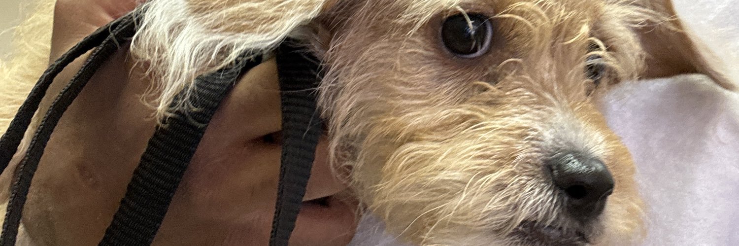 Txecamo's profile banner image