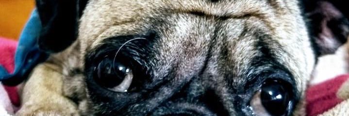 KellyCampisV's profile banner image