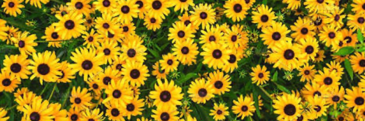UniqueIfy_1's profile banner image