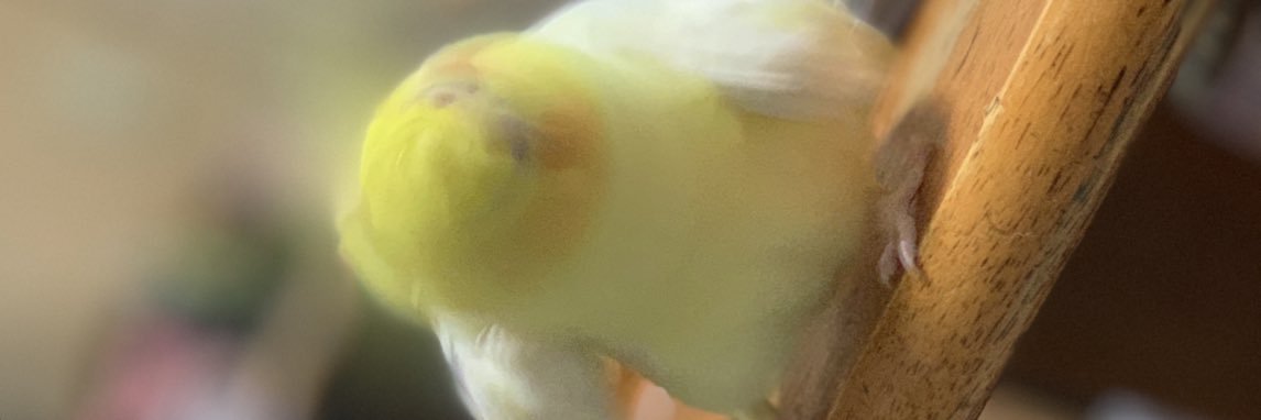 Roketiku's profile banner image