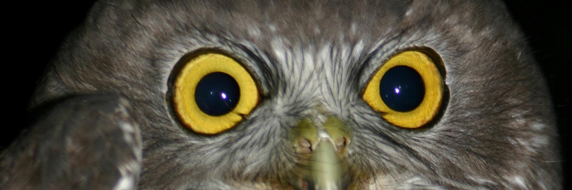 Raylene Cooke banner