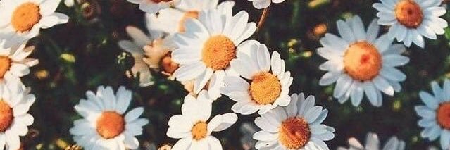 marialeegq's profile banner image