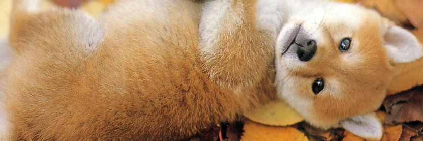 HaRu_125's profile banner image