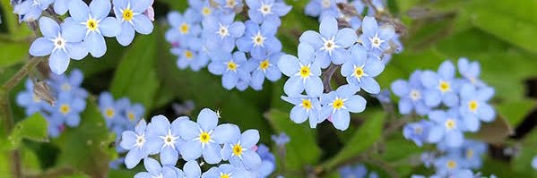 まりる🐰🌸 banner