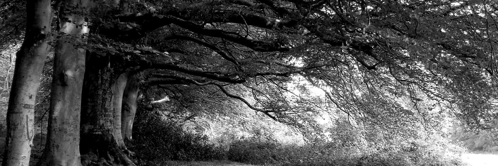 dismalbeeches's profile banner image