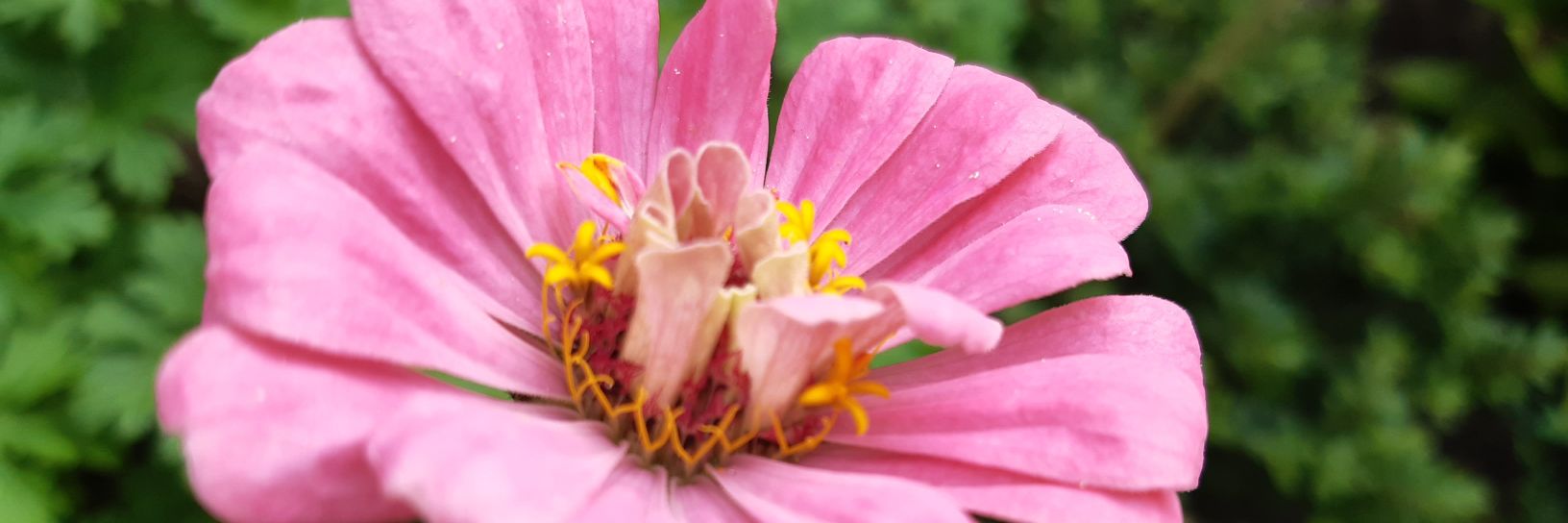 Gerda van Ginneken banner