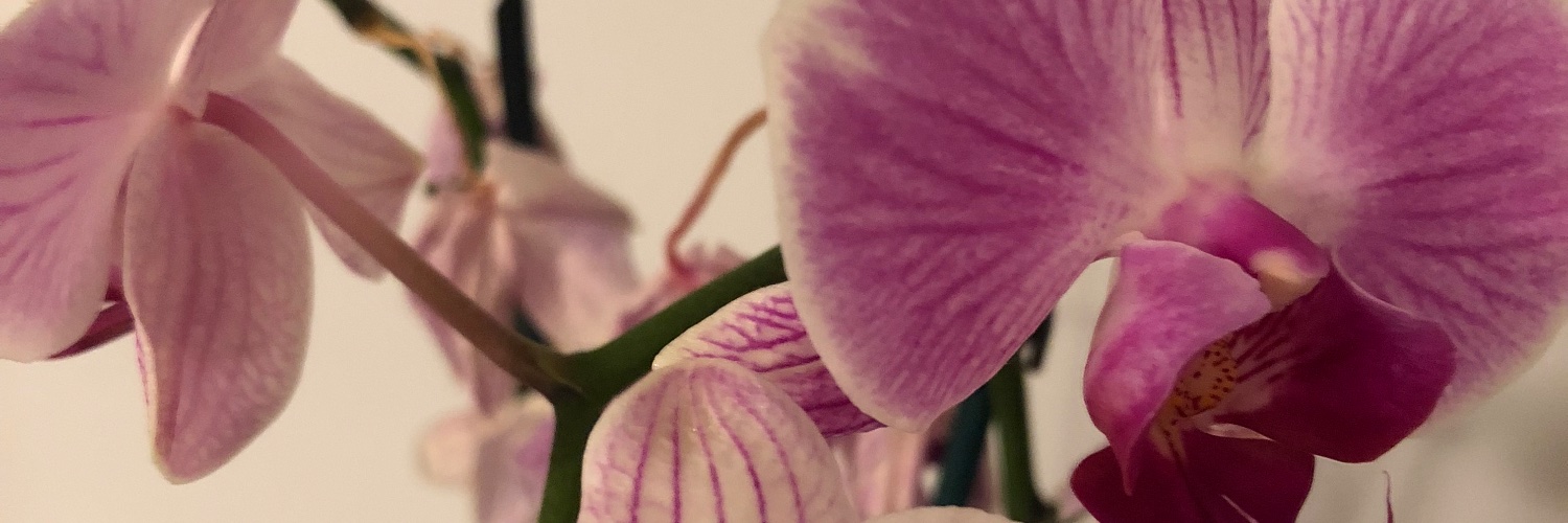 AmandaOye's profile banner image