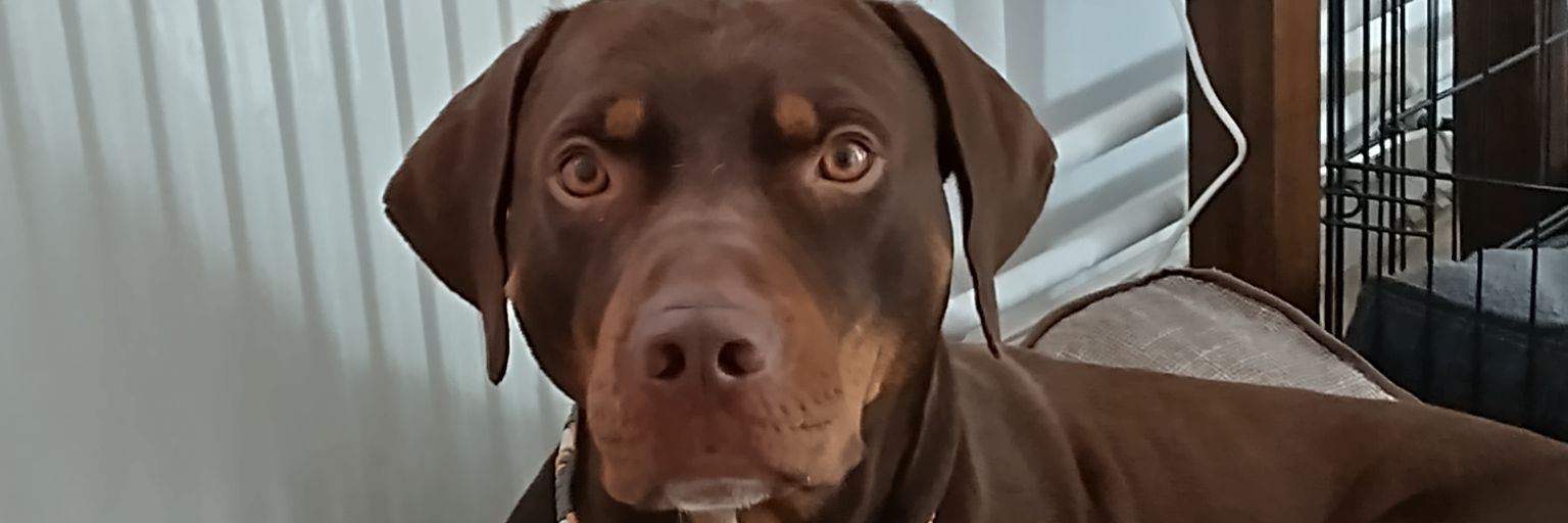 Riverland Catahoulas🇳🇱 banner