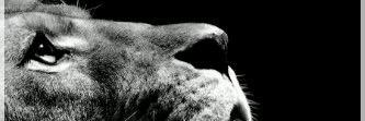 NewIIworld's profile banner image