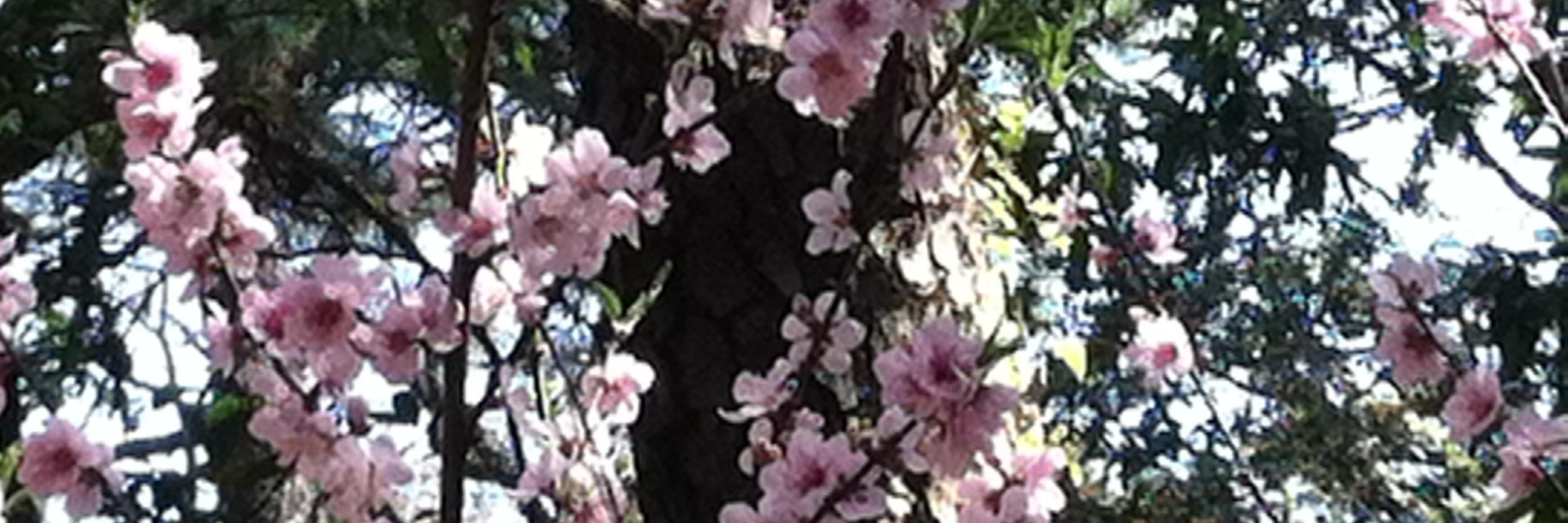 karinnacrdza's profile banner image