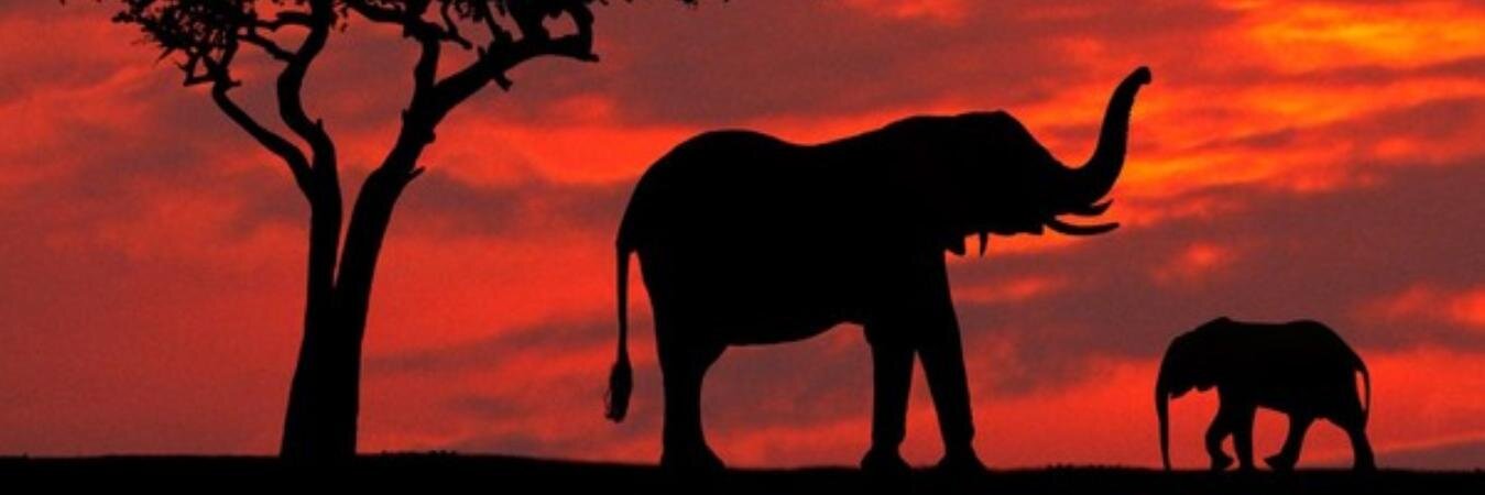 Melitienne's profile banner image