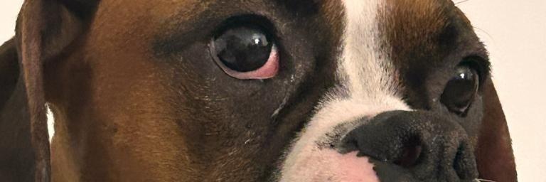 chavezluis_'s profile banner image