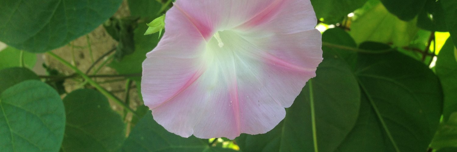 Dawnlight🌞Neni / ART COMMISSIONS OPEN!! banner