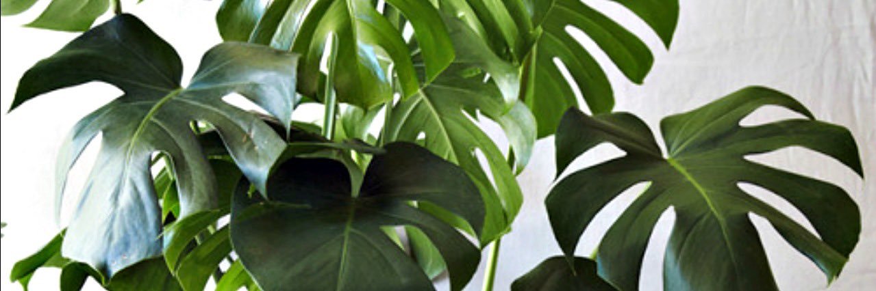 Ashley McGinnis banner