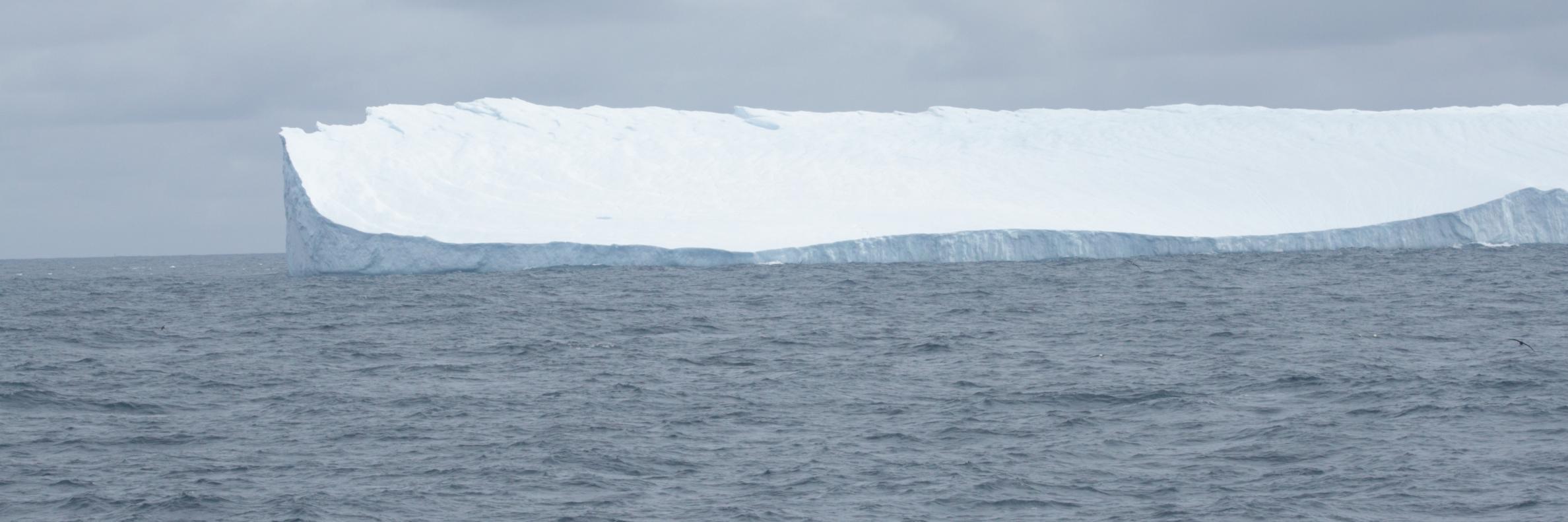 marthasterias banner