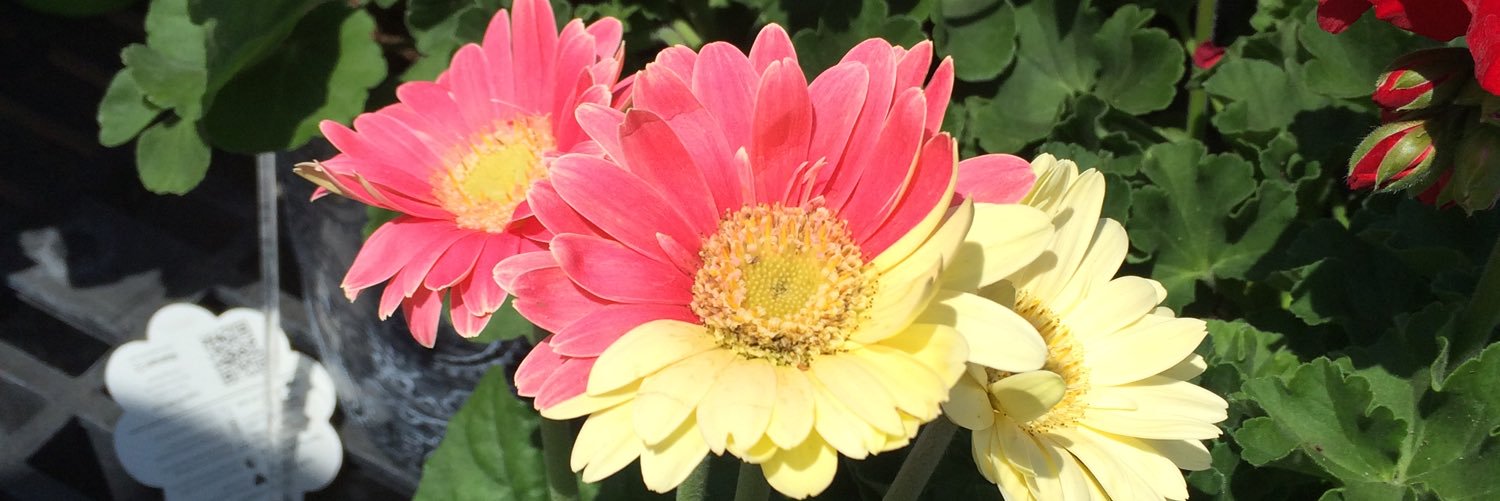 laughlovelearn8's profile banner image