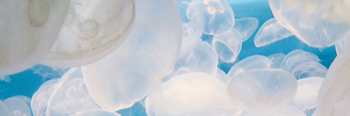 kamerina421's profile banner image