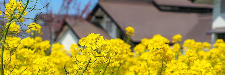 syounaimikawa's profile banner image