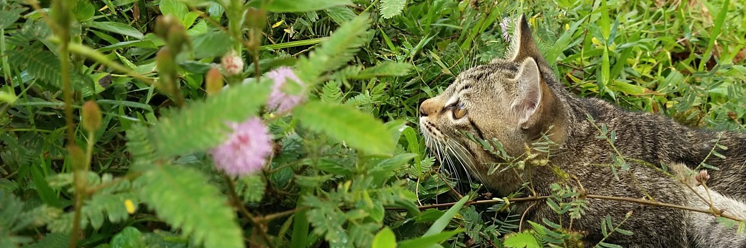 Catty911's profile banner image