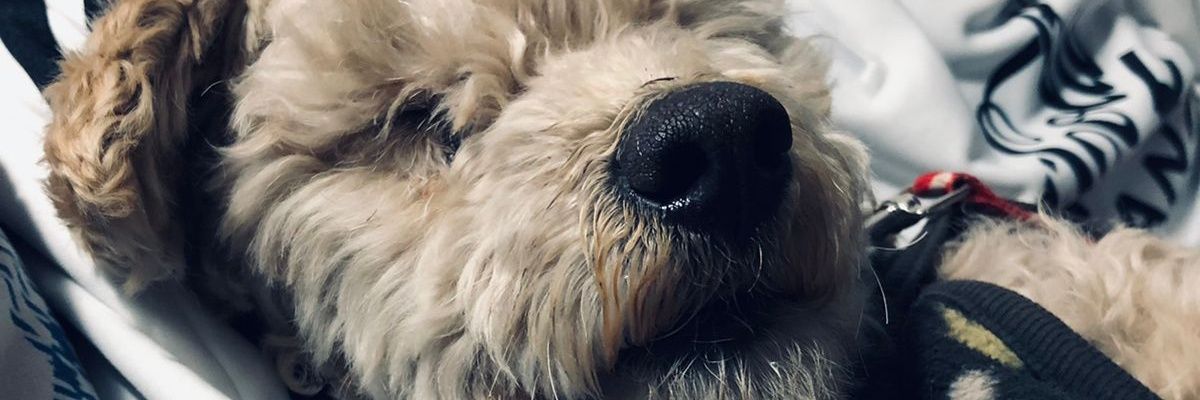camipaccheco's profile banner image