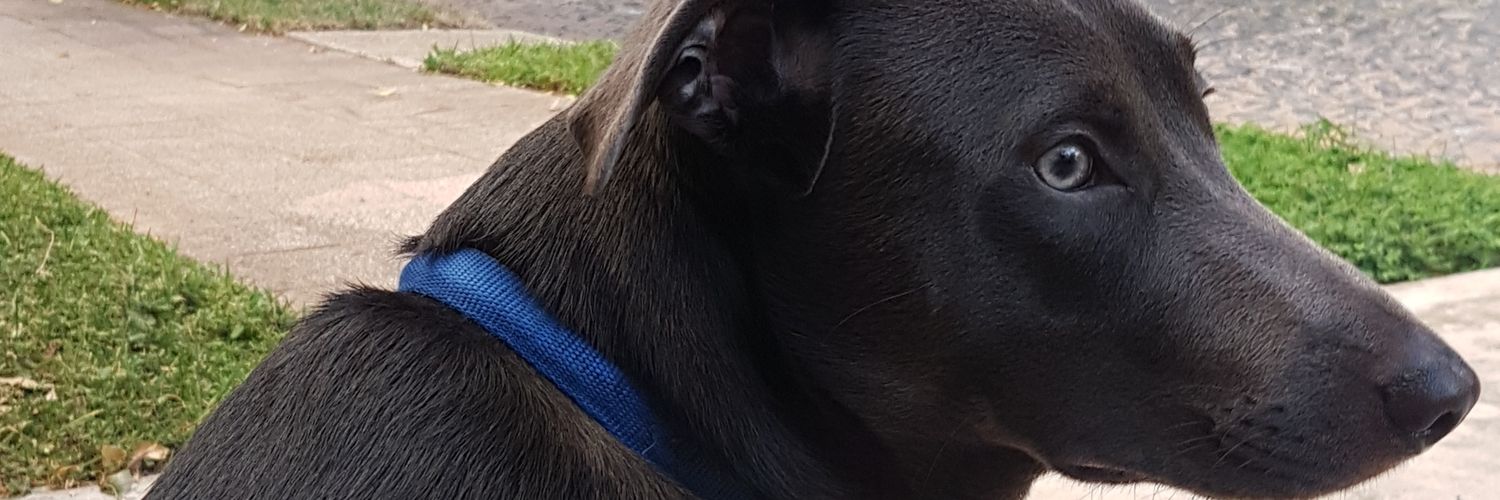 DerlisCornet's profile banner image