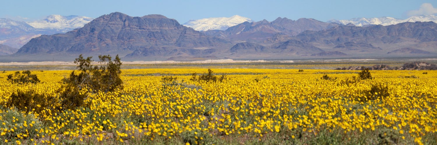 Alan Halaly🏜️🌼🚰 🎰 banner