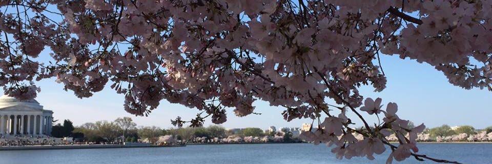 antonica522's profile banner image