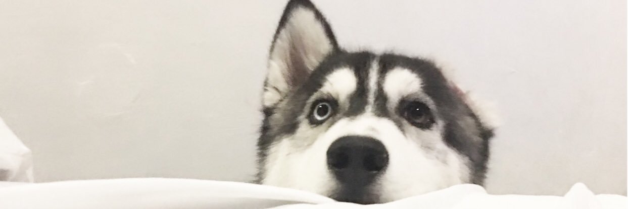 dinotiongson's profile banner image