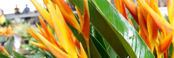 magicflowers_ Profile Banner