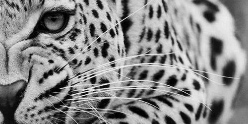 Milvialuis's profile banner image