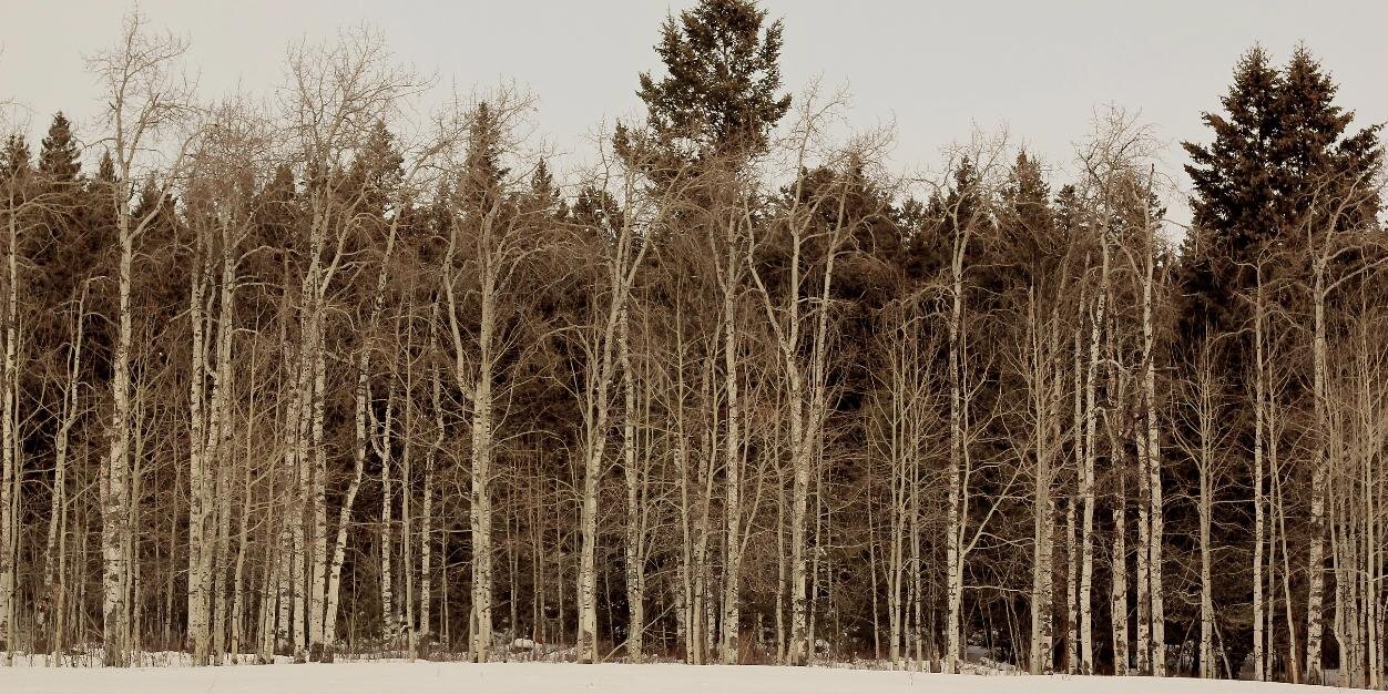 brod_vision's profile banner image