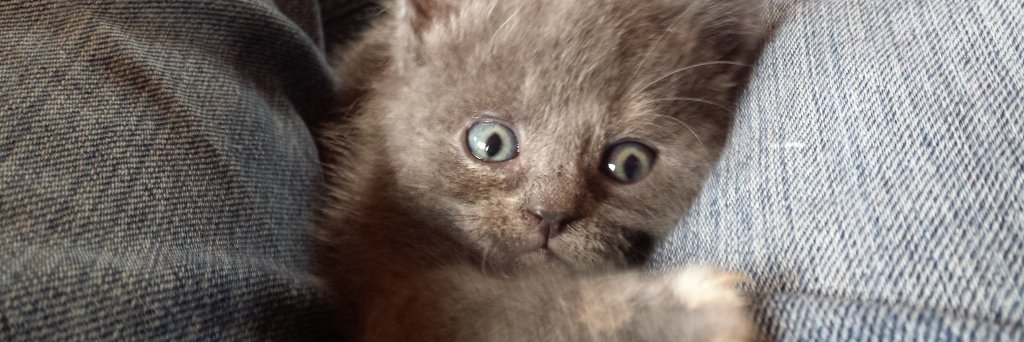 RobDillon's profile banner image