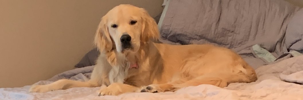 CalabreseANIMAL's profile banner image