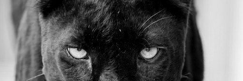 bi_onica's profile banner image