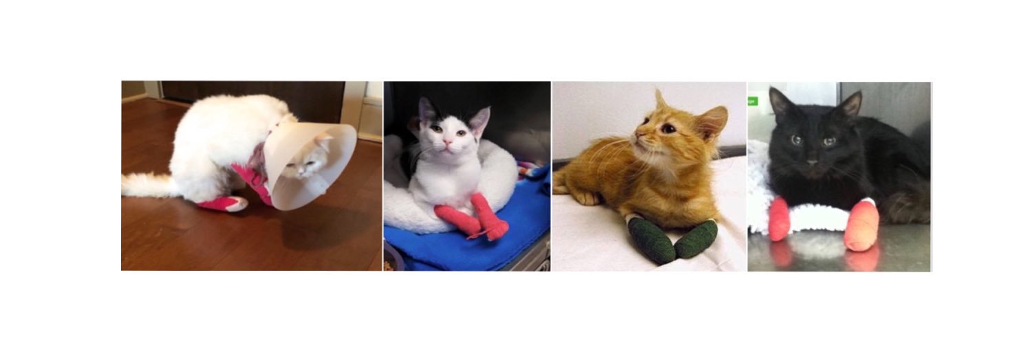 Cassandra🐾Wants🐾Claws banner