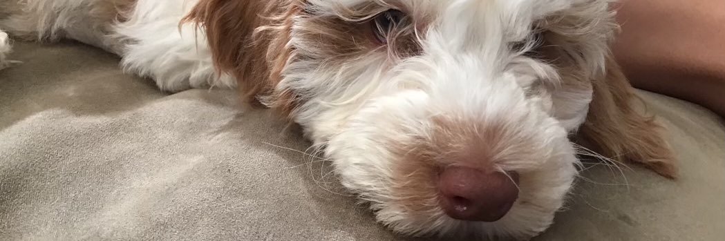 TotallyRand0's profile banner image
