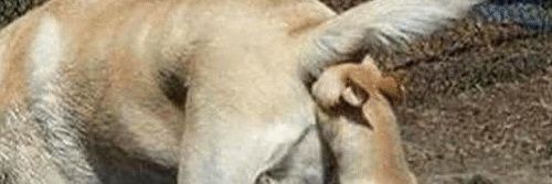 dreydesilva's profile banner image