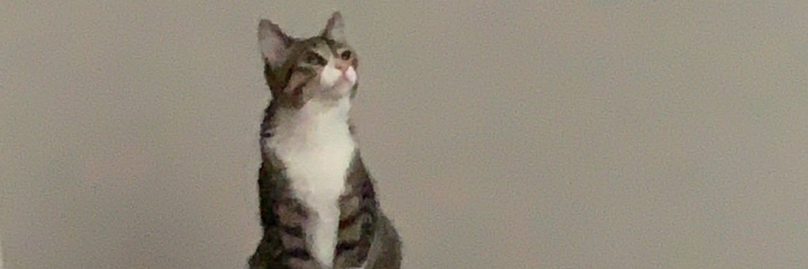 ChelsyNoel's profile banner image