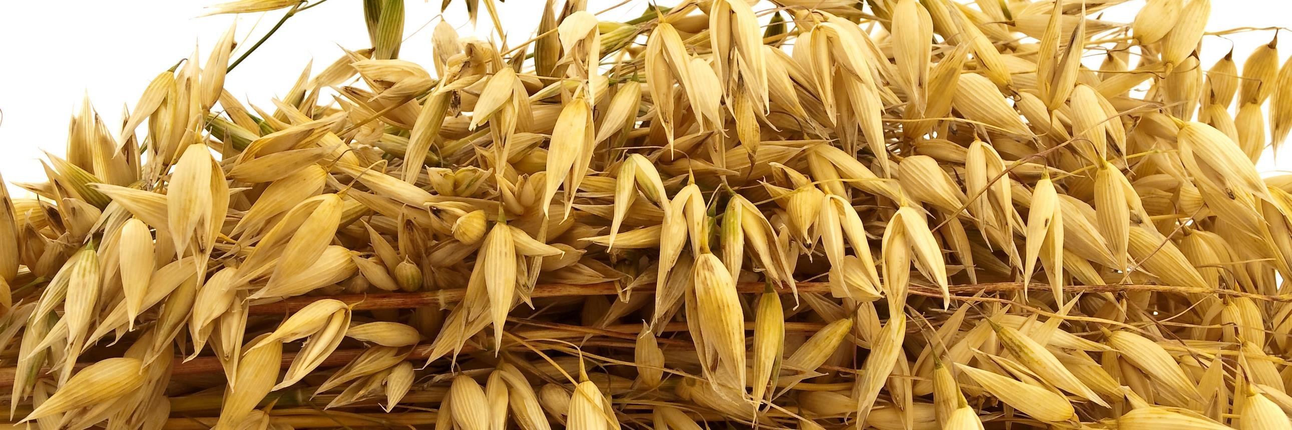 OatmealOf's profile banner image