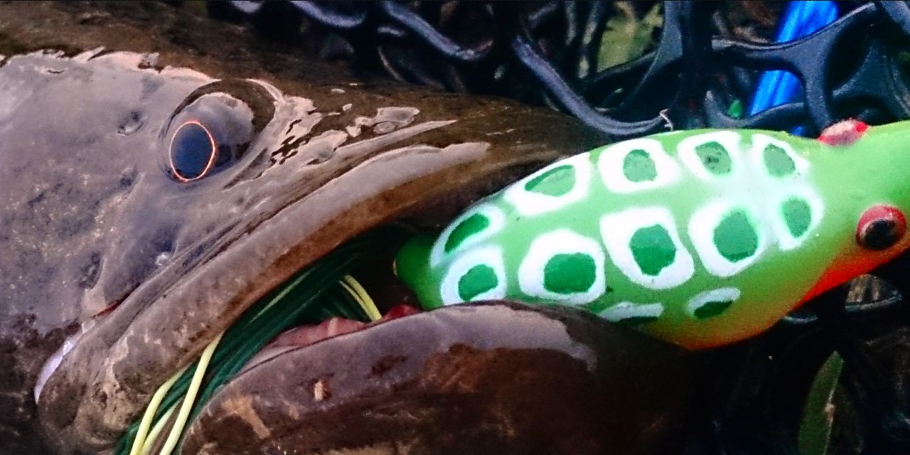 AkiraFishing's profile banner image