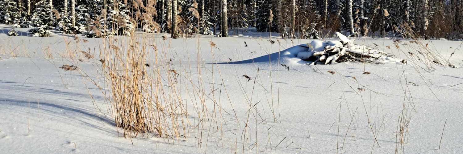 ojala_kari's profile banner image