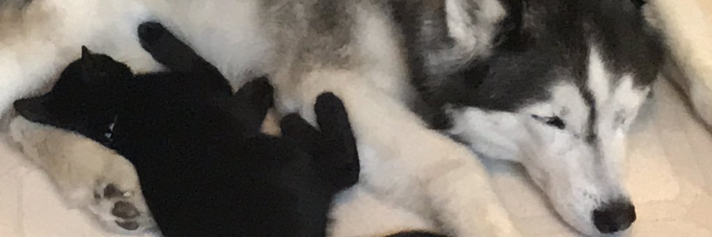 Myschaos's profile banner image