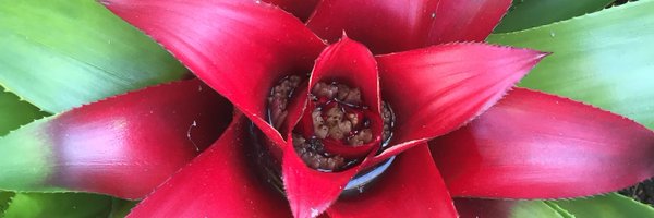 Beaudele Profile Banner